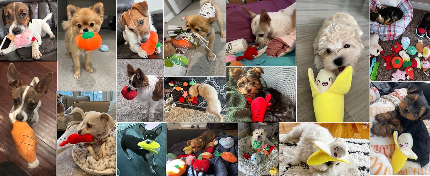 dogtoy